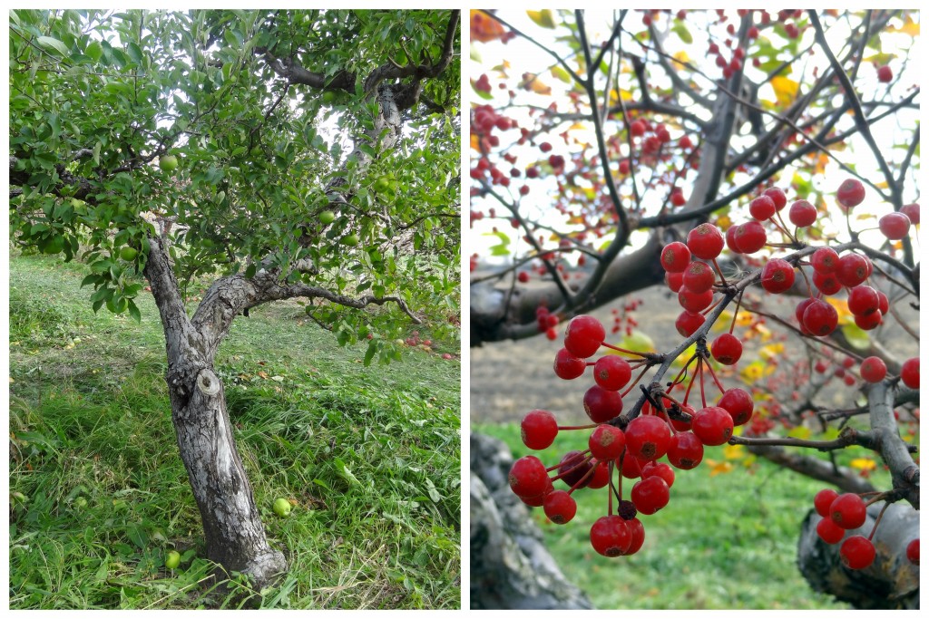 apple orchard